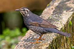 Siberian Thrush