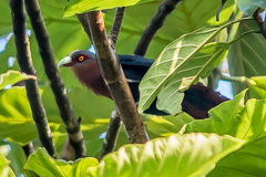 Chestnut-breasted Malkoha