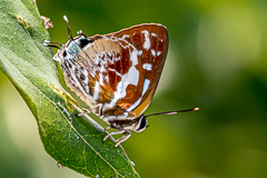 Scarce Silver-streak Blue