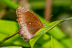 Tawny Palmfly