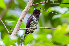 Violet Cuckoo