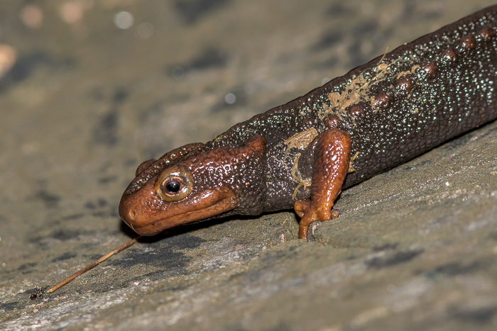 Thailand Amphibians - North Thailand Birding