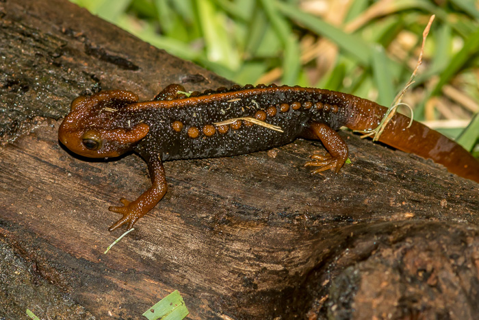 Thailand Amphibians - North Thailand Birding