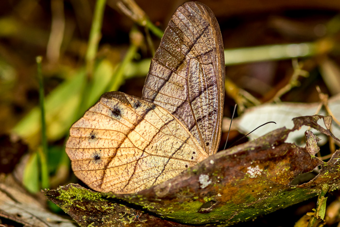 Lady discount slipper butterfly