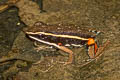 Spot-legged Poison Frog Ameerega picta