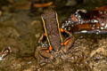 Spot-legged Poison Frog Ameerega picta