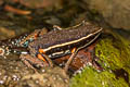 Spot-legged Poison Frog Ameerega picta