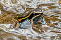 Spot-legged Poison Frog Ameerega picta