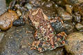 Veragua Toad Rhinella veraguensis