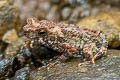 Veragua Toad Rhinella veraguensis