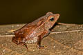 South American Common Toad Rhinella margaritifera