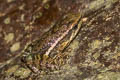 Chimbo Rocket Frog Hyloxalus infraguttatus