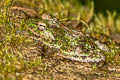 Hollow-snouted Shrub Frog Pseudophilautus cavirostris