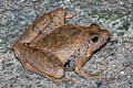 Malcolm's Chorus Frog Microhyla malcolmi