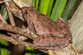 Malcolm's Chorus Frog Microhyla malcolmi