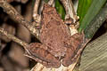 Malcolm's Chorus Frog Microhyla malcolmi