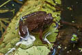 Malcolm's Chorus Frog Microhyla malcolmi