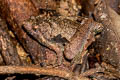 Malcolm's Chorus Frog Microhyla malcolmi