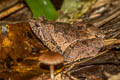 Malcolm's Chorus Frog Microhyla malcolmi