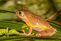 Undescribed Tree Frog Rhacophorus sp. nov.