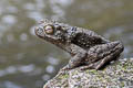 River Toad Phrynoidis asper (Asiatic Giant Toad)