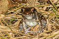 Rough-sided Frog Pulchrana glandulosa