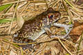 Rough-sided Frog Pulchrana glandulosa