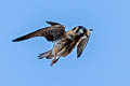 American Kestrel Falco sparverius cinnamominus