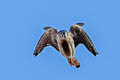 American Kestrel Falco sparverius cinnamominus