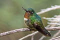 Amethyst-throated Sunangel Heliangelus amethysticollis amethysticollis