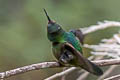 Amethyst-throated Sunangel Heliangelus amethysticollis amethysticollis