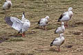 Andean Goose Chloephaga melanoptera