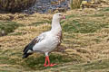 Andean Goose Chloephaga melanoptera