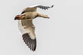 Andean Goose Chloephaga melanoptera