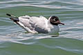 Andean Gull Chroicocephalus serranus