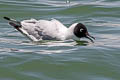 Andean Gull Chroicocephalus serranus