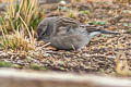 Ash-breasted Sierra Fnich Geospizopsis plebejus plebejus