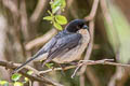 Black-capped Warbling Finch Microspingus melanoleucus