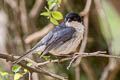 Black-capped Warbling Finch Microspingus melanoleucus