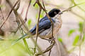 Black-capped Warbling Finch Microspingus melanoleucus