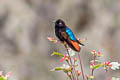 Black-hooded Sunbeam Aglaeactis pamela