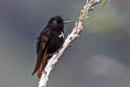 Black-hooded Sunbeam Aglaeactis pamela