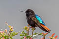 Black-hooded Sunbeam Aglaeactis pamela