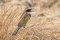 Black-masked Finch Coryphaspiza melanotis melanotis