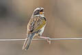 Black-masked Finch Coryphaspiza melanotis melanotis