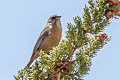 Black Siskin Spinus atratus