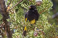 Black Siskin Spinus atratus