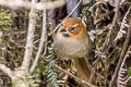 Black-throated Thistletail Asthenes harterti bejaranoi 