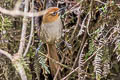 Black-throated Thistletail Asthenes harterti bejaranoi 