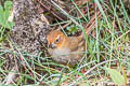 Black-throated Thistletail Asthenes harterti bejaranoi 